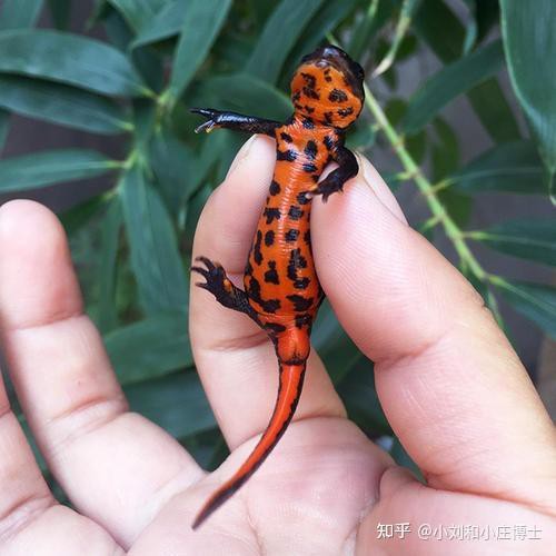 火龍魚可以和金魚混養(yǎng)嗎圖片對比 火龍魚可以和金魚混養(yǎng)嗎圖片對比 龍魚百科 第33張