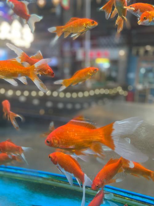 火龍魚可以和金魚混養(yǎng)嗎圖片對比 火龍魚可以和金魚混養(yǎng)嗎圖片對比 龍魚百科 第21張