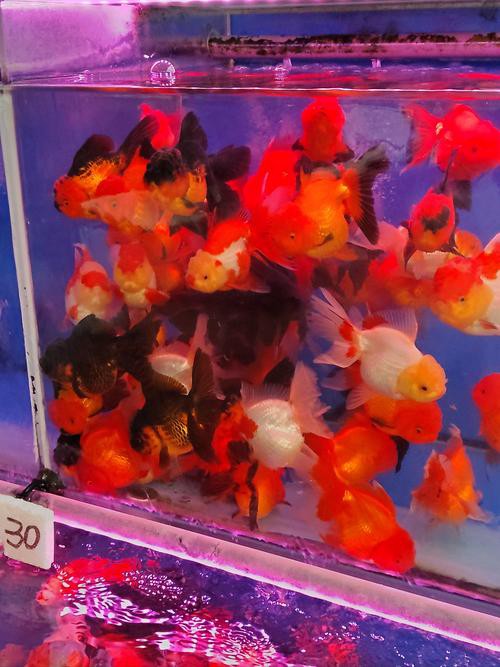 火龍魚可以和金魚混養(yǎng)嗎圖片對比 火龍魚可以和金魚混養(yǎng)嗎圖片對比 龍魚百科 第11張