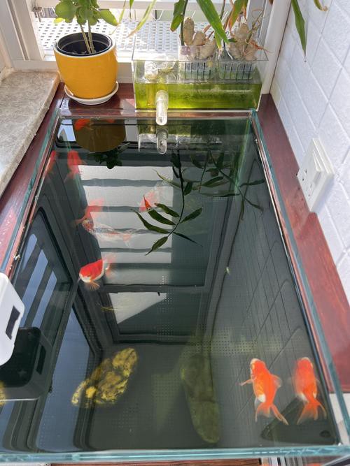 火龍魚可以和金魚混養(yǎng)嗎圖片對比 火龍魚可以和金魚混養(yǎng)嗎圖片對比 龍魚百科 第25張