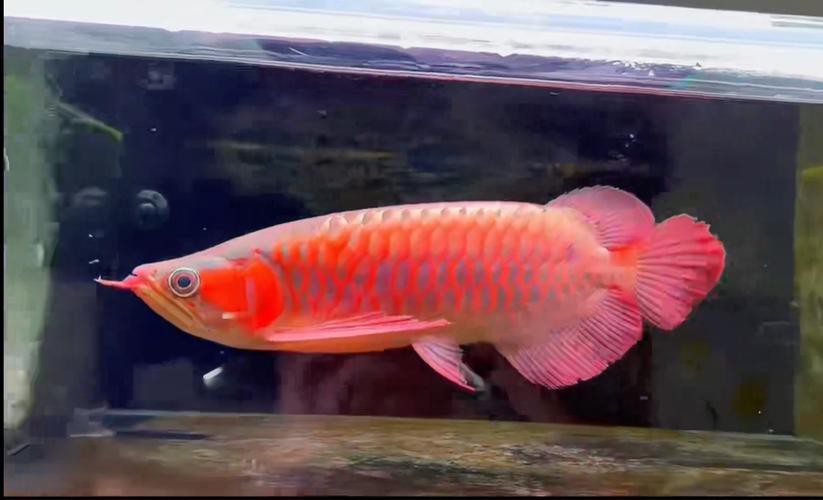 世界上最貴的血紅龍魚圖片欣賞 世界上最貴的血紅龍魚圖片欣賞 龍魚百科 第10張