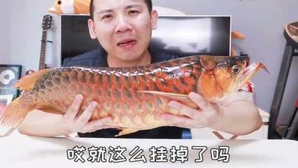 紅龍魚死是什么意思：如何判斷紅龍魚是否死亡