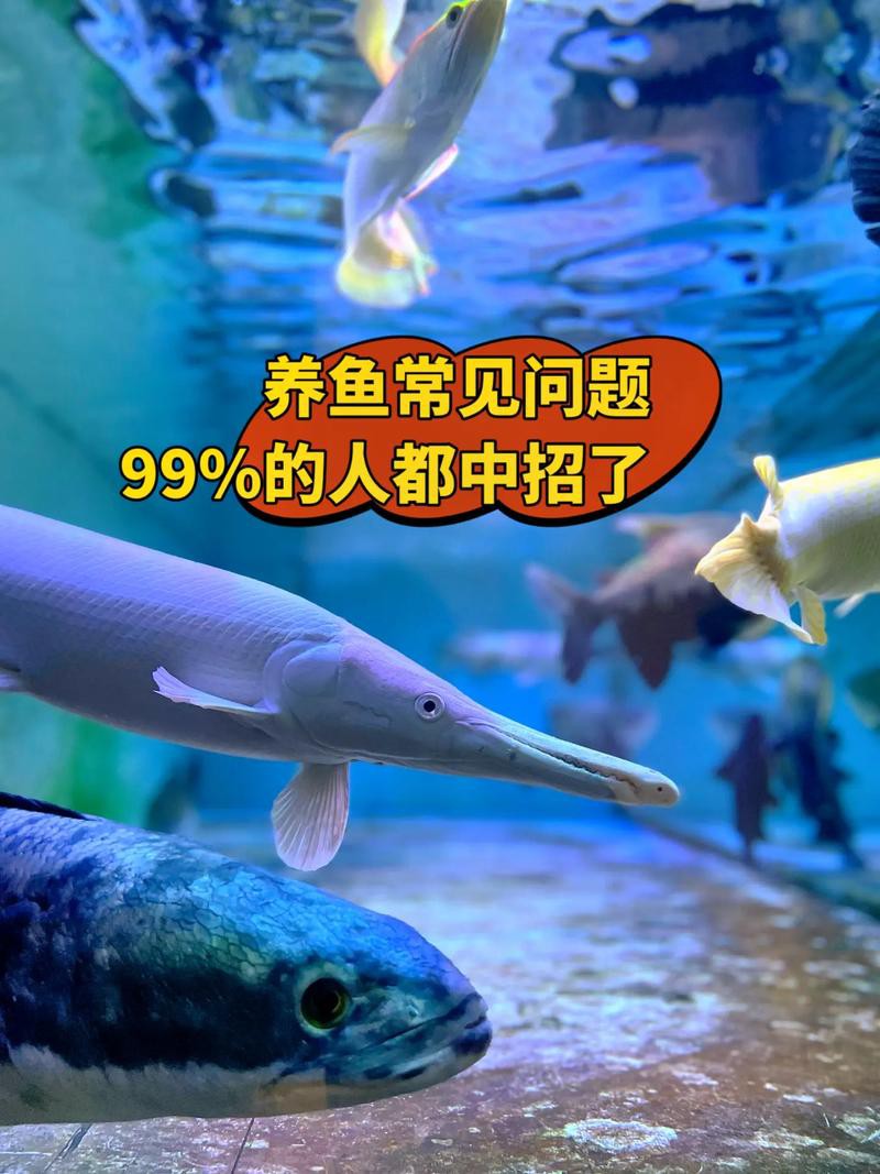 巨骨舌魚和龍魚的區(qū)別在哪里圖片