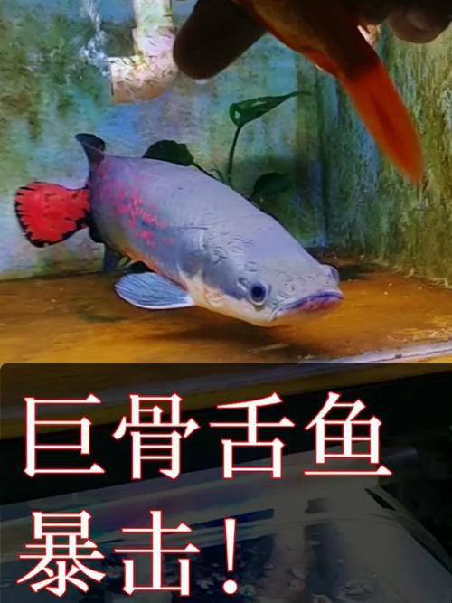巨骨舌魚和龍魚的區(qū)別在哪里圖片