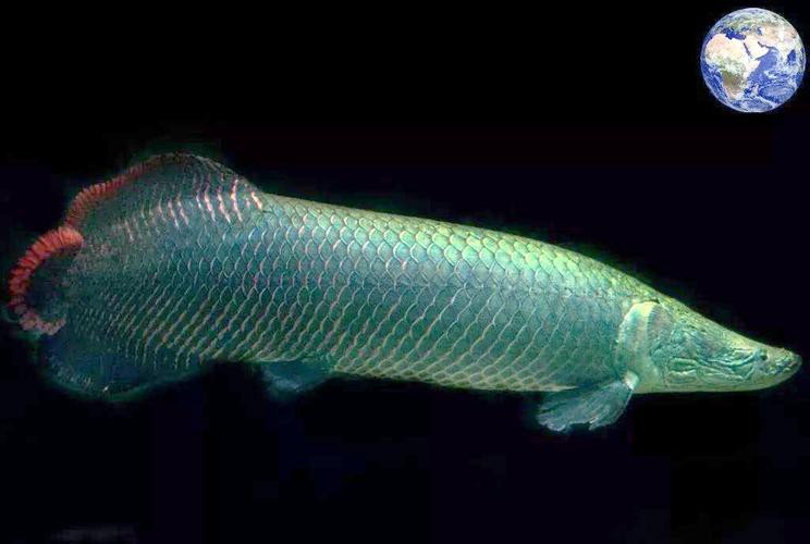 巨骨舌魚和龍魚的區(qū)別在哪里圖片