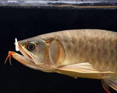 巨骨舌魚和龍魚的區別在哪里圖片