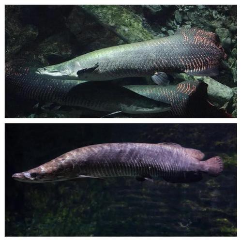 巨骨舌魚和龍魚的區(qū)別在哪里圖片