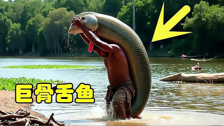 巨骨舌魚和龍魚的區(qū)別在哪里圖片