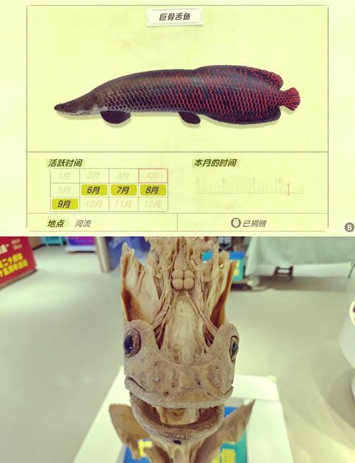 巨骨舌魚和龍魚的區(qū)別在哪里圖片