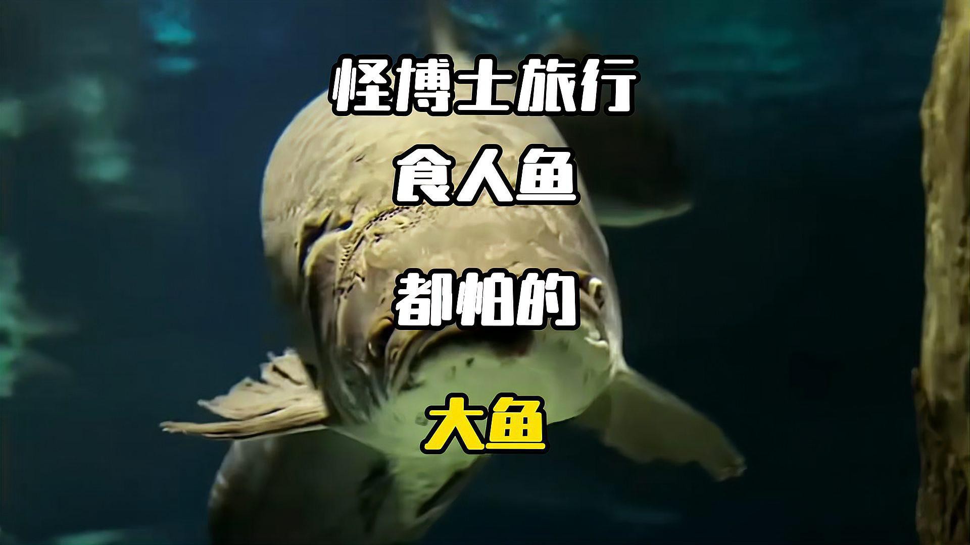 巨骨舌魚和龍魚的區(qū)別在哪里圖片