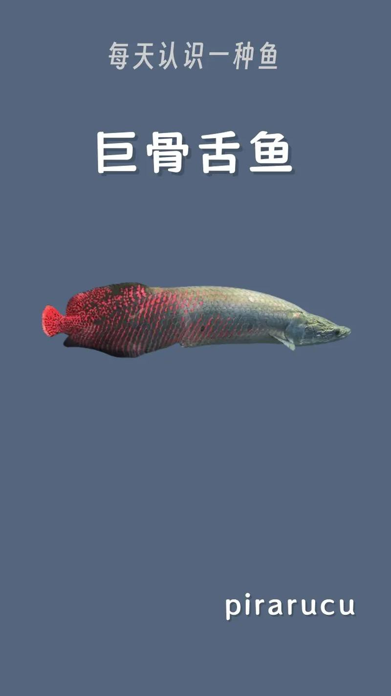 巨骨舌魚和龍魚的區別在哪里圖片