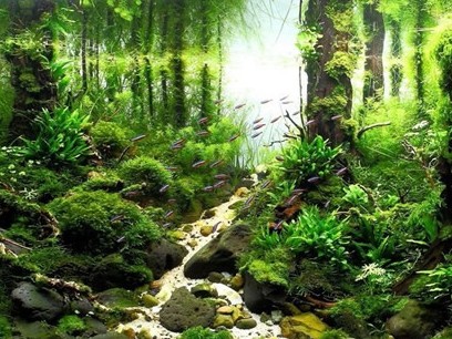 水葫蘆放魚缸里的作用大嗎（ 水葫蘆在魚缸養(yǎng)危害）