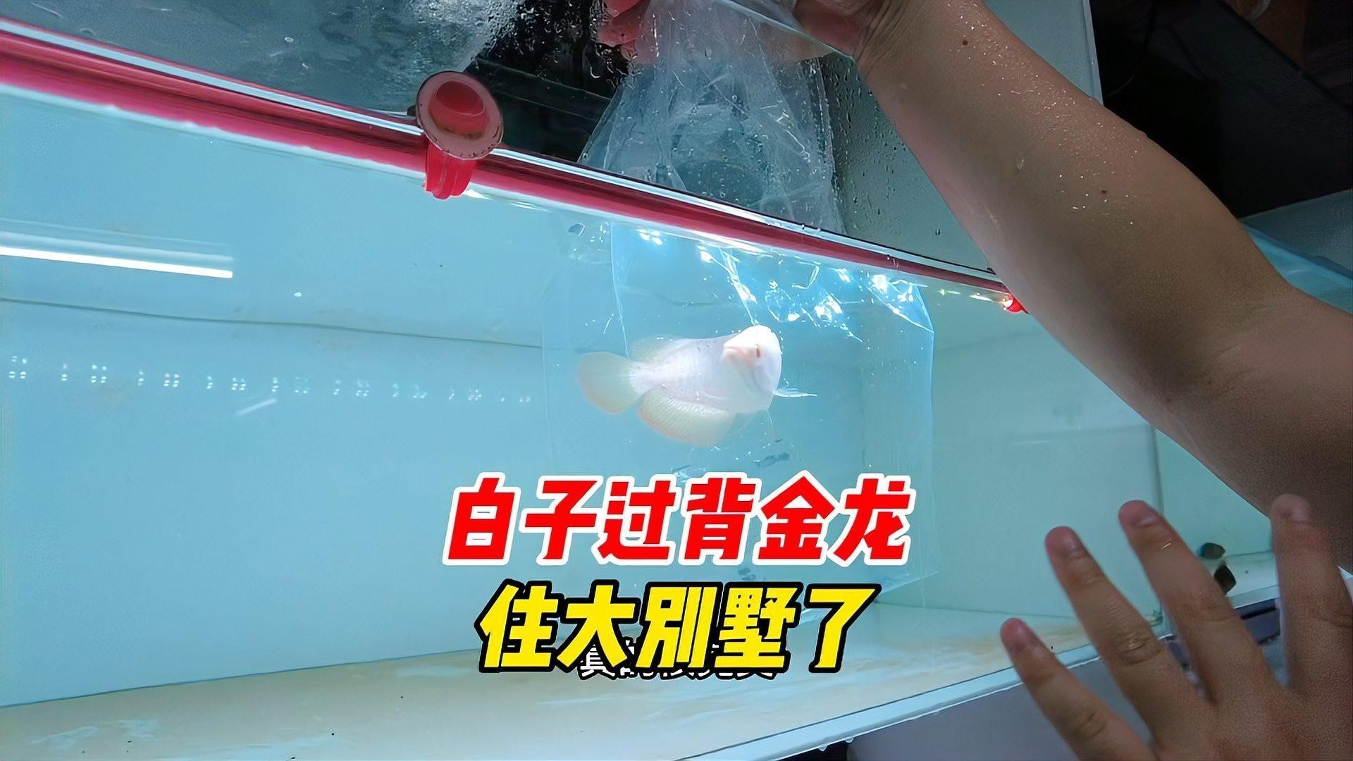 白金龍魚多少錢一條圖片大全
