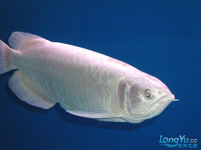 白金龍魚多少錢一條圖片大全