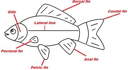金龍魚檢疫用什么藥（金龍魚檢疫期間如何控制水溫，觀賞魚黃粉使用注意事項） 金龍魚檢疫用什么藥（金龍魚檢疫期間如何控制水溫，觀賞魚黃粉使用注意事項） 龍魚百科 第2張