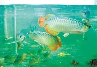 金龍魚檢疫用什么藥（金龍魚檢疫期間如何控制水溫，觀賞魚黃粉使用注意事項） 金龍魚檢疫用什么藥（金龍魚檢疫期間如何控制水溫，觀賞魚黃粉使用注意事項） 龍魚百科 第1張