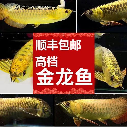 金頭龍魚圖片欣賞 龍魚百科 第24張 金頭龍魚圖片欣賞 金頭龍魚圖片欣賞 龍魚百科 第24張