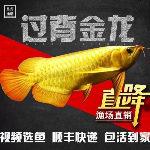 金頭龍魚圖片欣賞 龍魚百科 第20張 金頭龍魚圖片欣賞 金頭龍魚圖片欣賞 龍魚百科 第20張