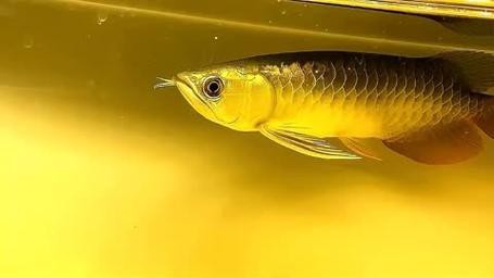 金頭龍魚圖片欣賞 龍魚百科 第23張 金頭龍魚圖片欣賞 金頭龍魚圖片欣賞 龍魚百科 第23張