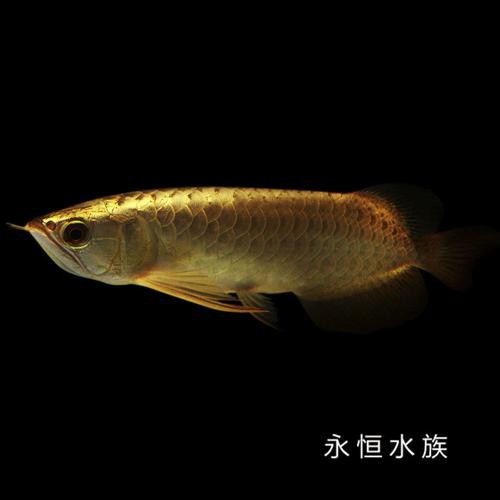 金頭龍魚圖片欣賞 龍魚百科 第10張 金頭龍魚圖片欣賞 金頭龍魚圖片欣賞 龍魚百科 第10張