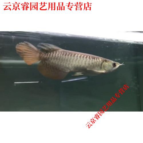 金頭龍魚圖片欣賞 龍魚百科 第26張 金頭龍魚圖片欣賞 金頭龍魚圖片欣賞 龍魚百科 第26張