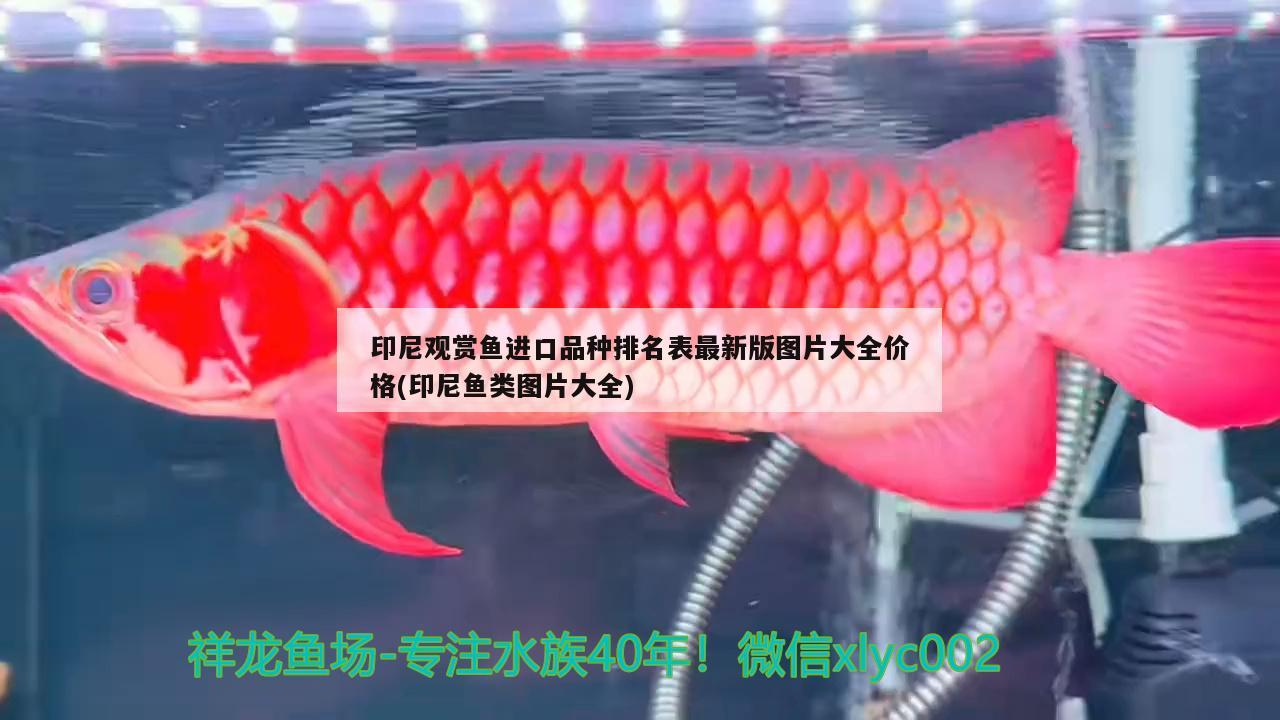 鞍山高新技術(shù)產(chǎn)業(yè)開發(fā)區(qū)遠(yuǎn)景觀賞魚養(yǎng)殖（鞍山高新技術(shù)產(chǎn)業(yè)開發(fā)區(qū)遠(yuǎn)景觀賞魚養(yǎng)殖基地） 鞍山高新技術(shù)產(chǎn)業(yè)開發(fā)區(qū)遠(yuǎn)景觀賞魚養(yǎng)殖（鞍山高新技術(shù)產(chǎn)業(yè)開發(fā)區(qū)遠(yuǎn)景觀賞魚養(yǎng)殖基地） 全國(guó)水族館企業(yè)名錄 第1張