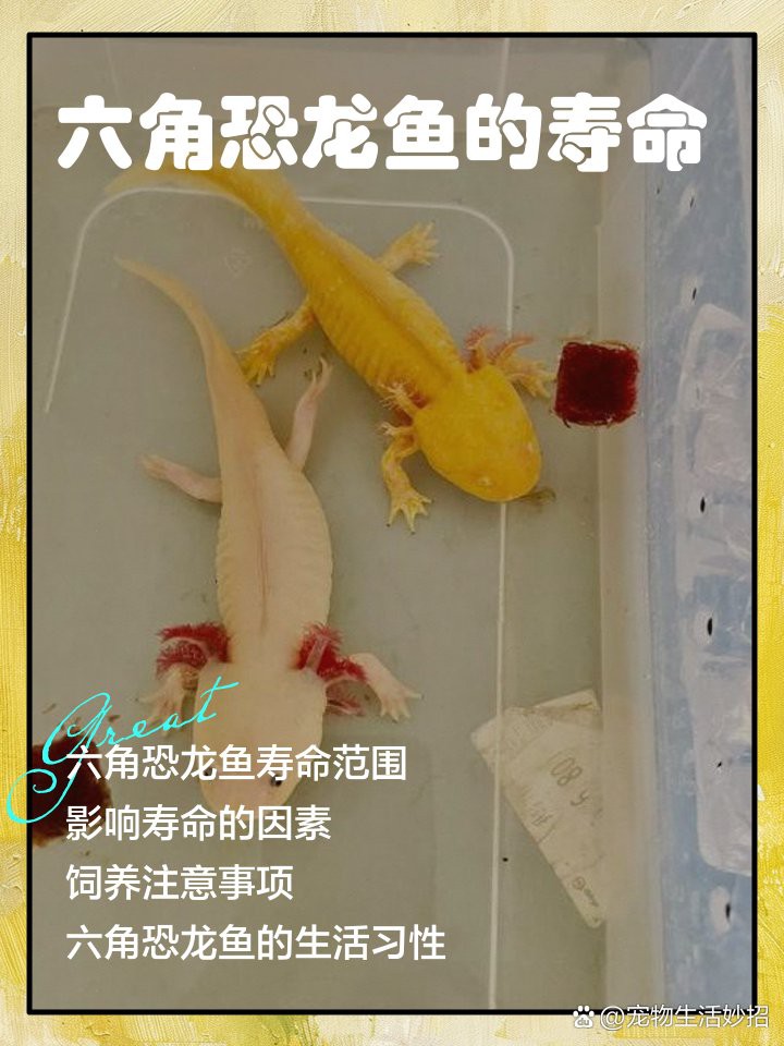 六角恐龍能活多久？ 六角恐龍能活多久？ 龍魚百科 第3張