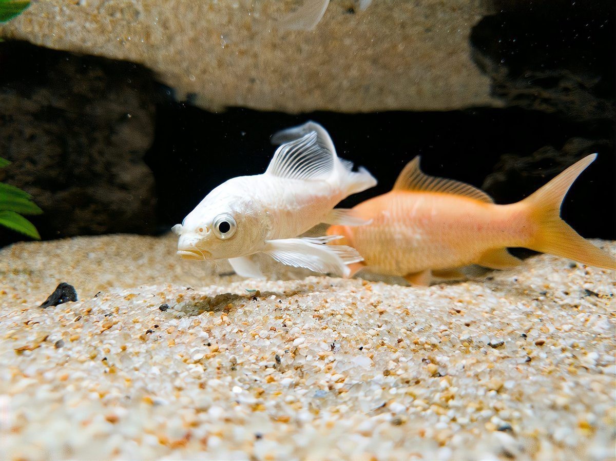 六角恐龍能活多久？ 六角恐龍能活多久？ 龍魚百科 第6張