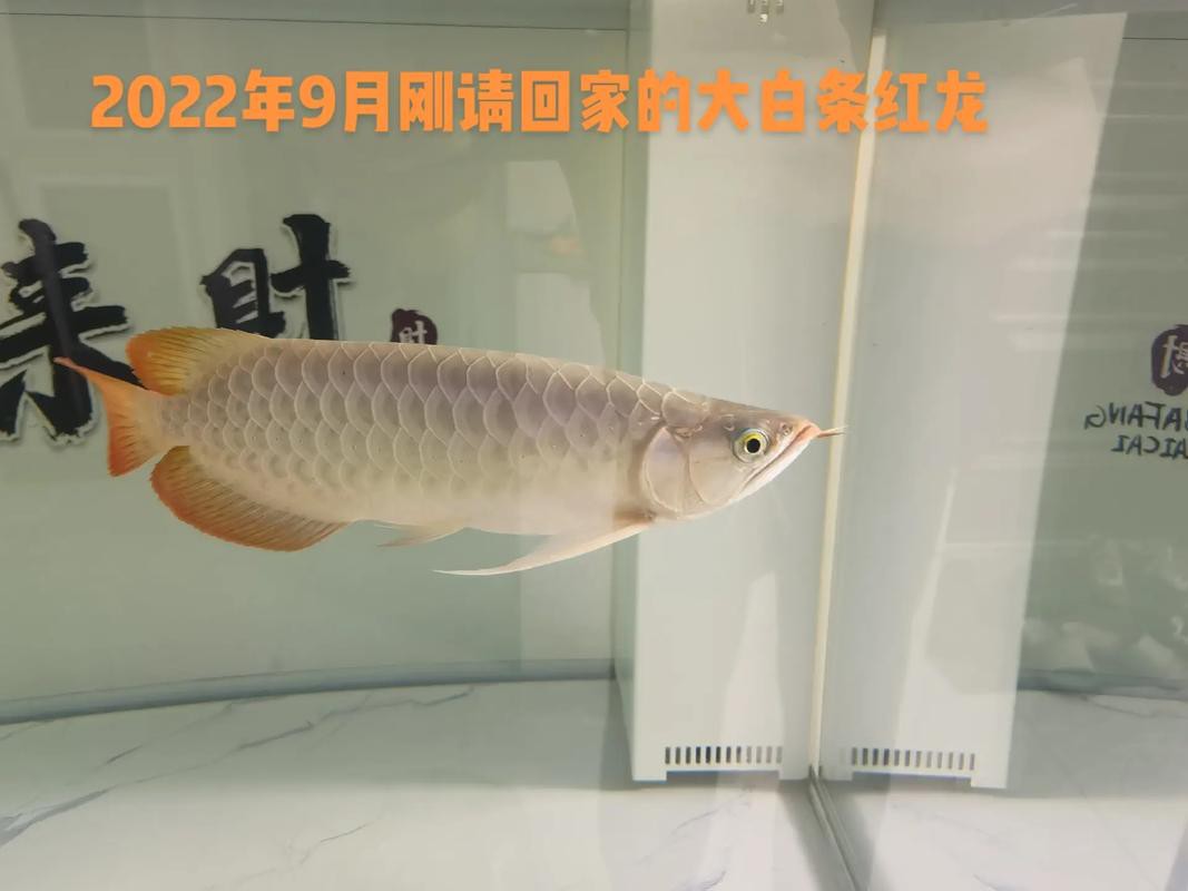 紅龍魚的發色過程圖解大全 紅龍魚的發色過程圖解大全 龍魚百科 第23張