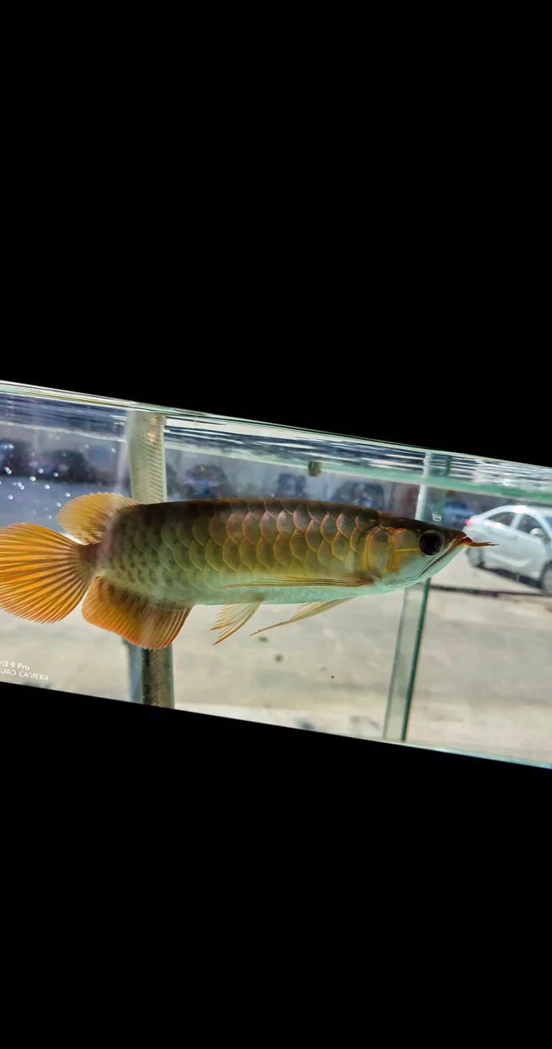 紅龍魚的發色過程圖解大全 紅龍魚的發色過程圖解大全 龍魚百科 第4張