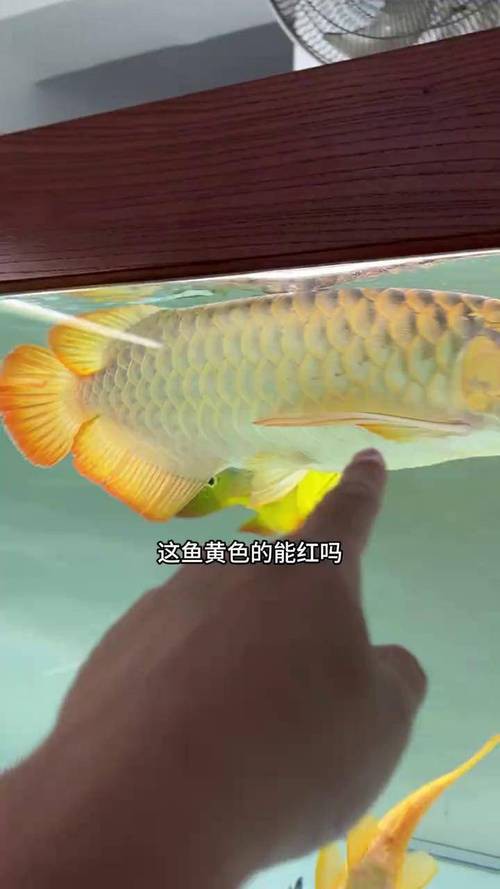 紅龍魚的發色過程圖解大全 紅龍魚的發色過程圖解大全 龍魚百科 第9張
