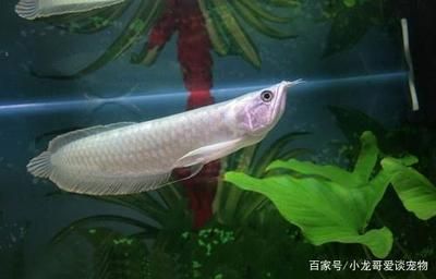 養一條銀龍魚好不好呀：養一條銀龍魚好不好