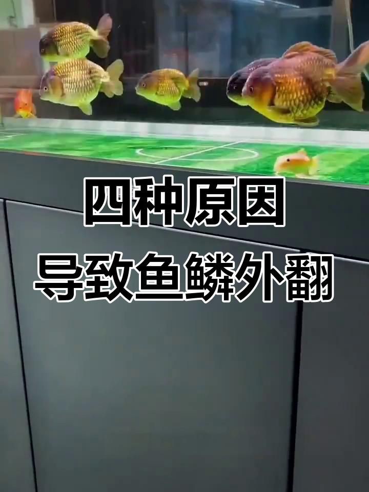 龍魚炸鱗的初期癥狀 龍魚炸鱗的初期癥狀 龍魚百科 第1張