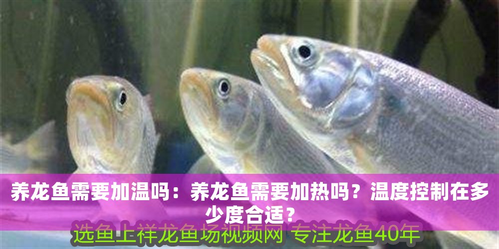 養龍魚需要加溫嗎：養龍魚需要加熱嗎？溫度控制在多少度合適？