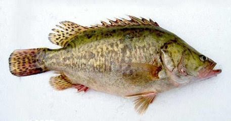 假龍魚吃什么（假龍魚的飲食習性與其他種類的龍魚相似但不限于以下幾種）
