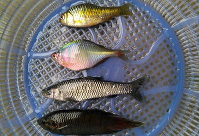 假龍魚吃什么（假龍魚的飲食習性與其他種類的龍魚相似但不限于以下幾種）