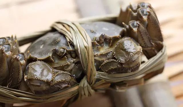 假龍魚吃什么（假龍魚的飲食習性與其他種類的龍魚相似但不限于以下幾種）