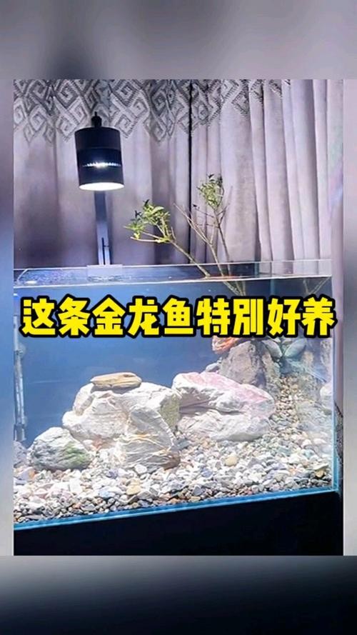 龍魚(yú)什么人都可以養(yǎng)嗎圖片 龍魚(yú)百科 第15張 龍魚(yú)什么人都可以養(yǎng)嗎圖片 龍魚(yú)什么人都可以養(yǎng)嗎圖片 龍魚(yú)百科 第15張