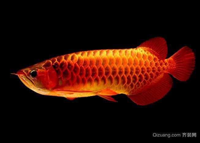 龍魚(yú)什么人都可以養(yǎng)嗎圖片 龍魚(yú)什么人都可以養(yǎng)嗎圖片 龍魚(yú)百科 第27張