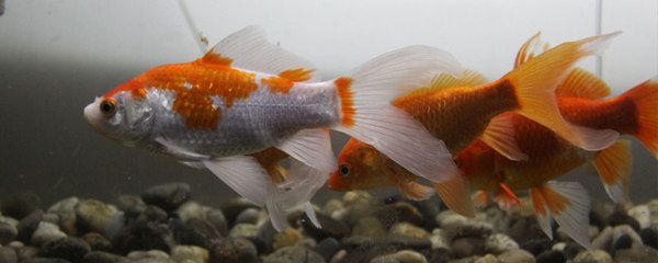 喂龍魚草金是否合適，需要從多個角度進行考慮草金的安全風險：喂龍魚草金好不好，喂龍魚草金的注意事項