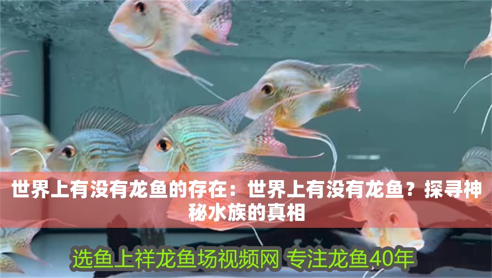 世界上有沒有龍魚的存在：世界上有沒有龍魚？探尋神秘水族的真相