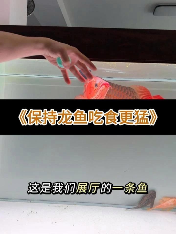 龍魚不吃食可以用益生菌調理嗎？ 龍魚不吃食可以用益生菌調理嗎？ 龍魚百科 第2張