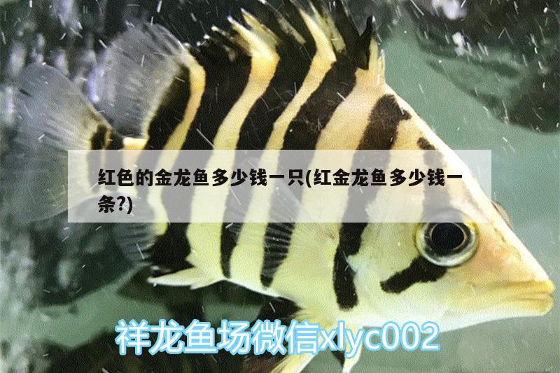 清新縣特種觀賞魚養殖科研觀光（清新縣特種觀賞魚養殖科研觀光基地）