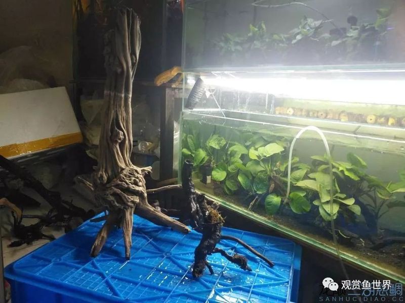 藍寶石魚可以混養的魚