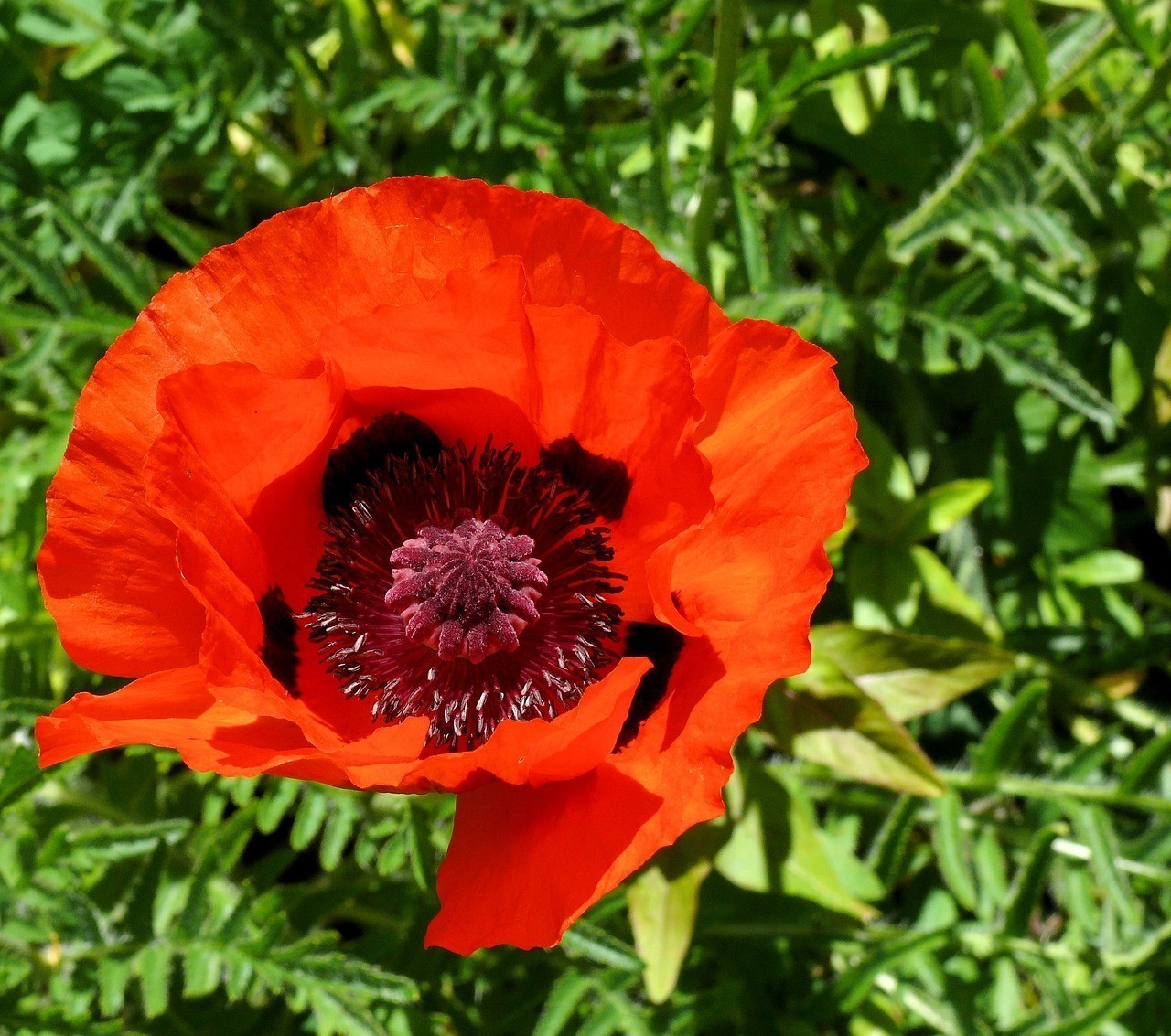 敖漢旗新惠百卉花店