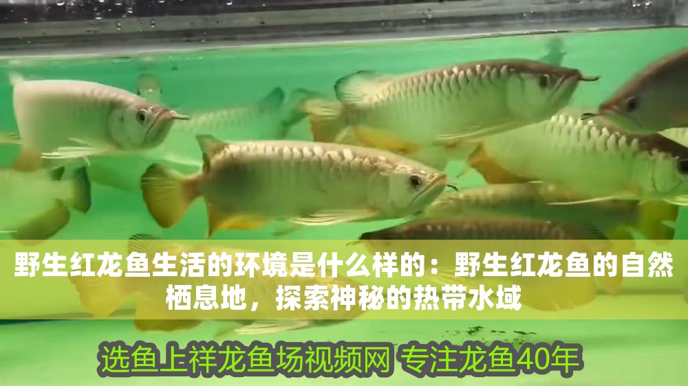野生紅龍魚生活的環境是什么樣的:野生紅龍魚的自然棲息地,探索神秘的熱帶水域 龍魚百科 第1張 野生紅龍魚生活的環境是什么樣的:野生紅龍魚的自然棲息地,探索神秘的熱帶水域 野生紅龍魚生活的環境是什么樣的:野生紅龍魚的自然棲息地,探索神秘的熱帶水域 龍魚百科 第1張