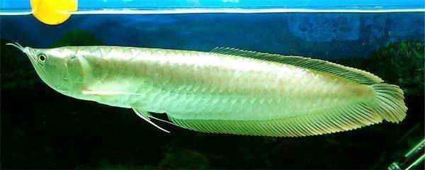 龍魚可以吃什么肉，龍魚可以吃哪些肉類？
