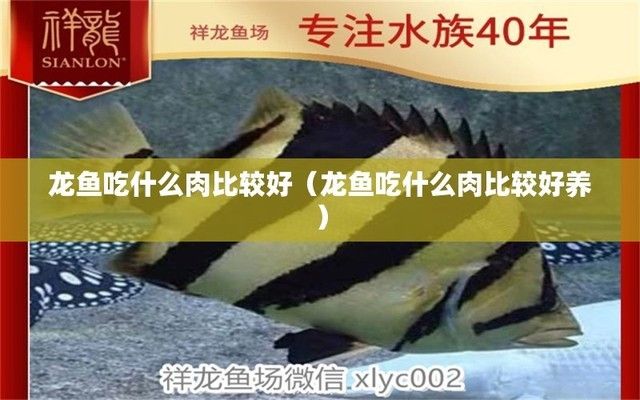 龍魚可以吃什么肉，龍魚可以吃哪些肉類？