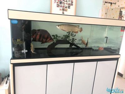 龍魚精養缸哪個品牌好:可麗愛水族箱設計亮點可麗愛水族箱設計亮點介紹 龍魚百科 第2張 龍魚精養缸哪個品牌好:可麗愛水族箱設計亮點可麗愛水族箱設計亮點介紹 龍魚精養缸哪個品牌好:可麗愛水族箱設計亮點可麗愛水族箱設計亮點介紹 龍魚百科 第2張
