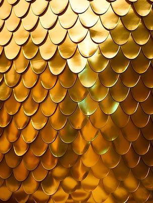 如何挑選健康的古典金龍？